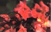 Bach R�d Hestekastanie (Red Chesnut)